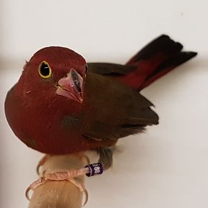 Red-billed firefinch