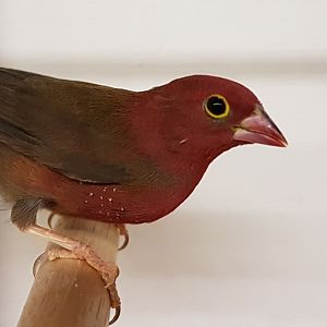 Red-billed firefinch