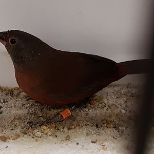 Black-bellied firefinch