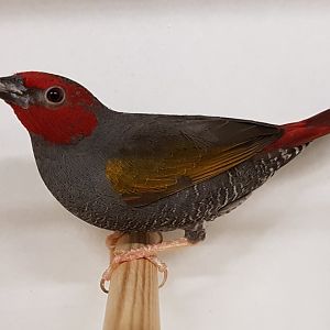 Red-faced pytilia