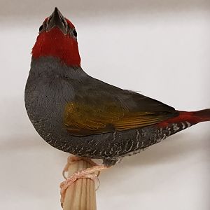 Red-faced pytilia
