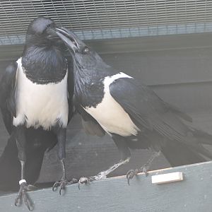 Pied crows