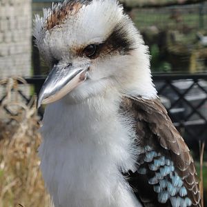 Kookaburra