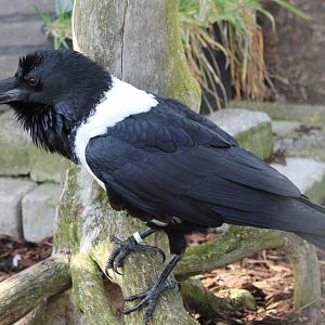 Pied crow