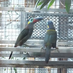 Guianan Toucanet Pair