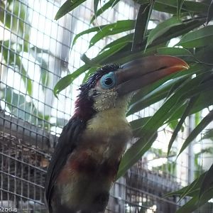 Curl-crested Aracari