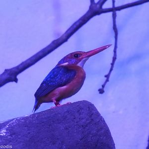 African Pygmy Kingfisher