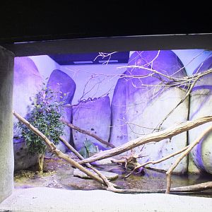 African Pygmy Kingfisher Enclosure