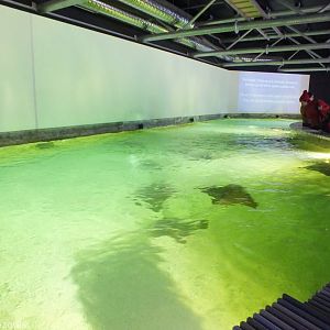 Cow-nosed Ray Touch Tank/Visitor Feeding