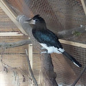 Piping Hornbill