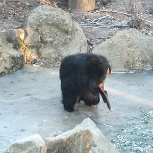 Sloth Bear Playing with a Large Piece of Wood on its Frozen Pond