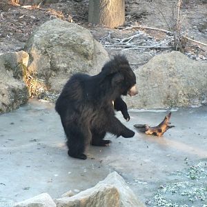 Sloth Bear Playing with a Large Piece of Wood on its Frozen Pond