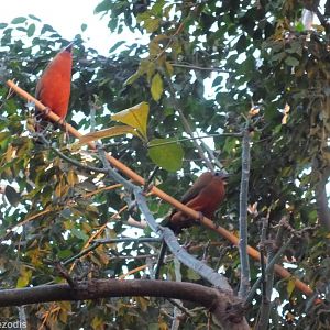 Capuchinbirds in the Tropical/Yucatan House
