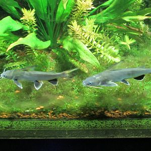 tete sea catfish buin zoo