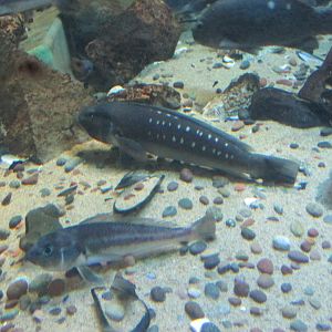 chilean sandperch buin zoo