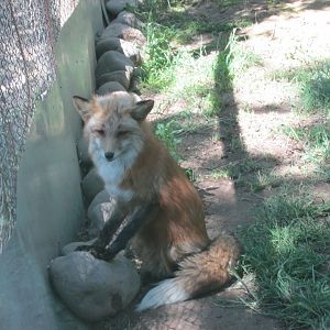 red fox Zincha buin zoo