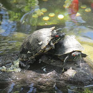 slider turtles