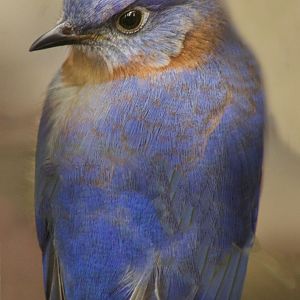 Jan. 2017 - North America - Migratory Song Bird Aviary - Eastern Bluebird