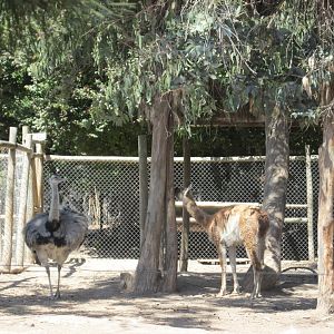 rhea and guanaco buin zoo