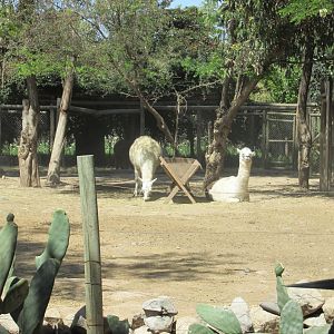 llama and alpaca buin zoo