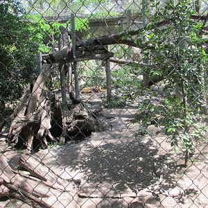 culpeo fox exhibit buin zoo