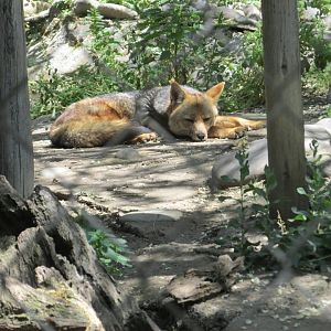 culpeo fox buin zoo