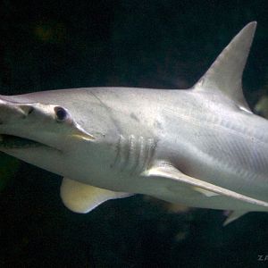 Jan. 2017 - Discovery Reef - Bonnethead