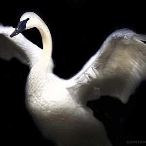 Jan. 2017 - North America - Trumpeter Swan