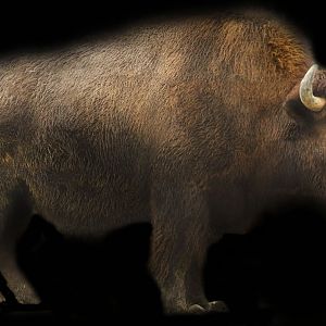 Jan. 2017 - North America - American Bison