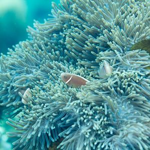 Pink Anemonefish
