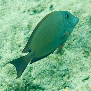 Brown Surgeonfish