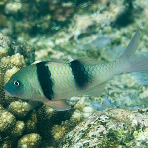 Indian Doublebar Goatfish
