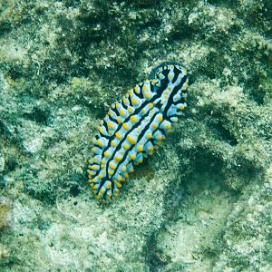 Nudibranch - Phyllidia varicosa