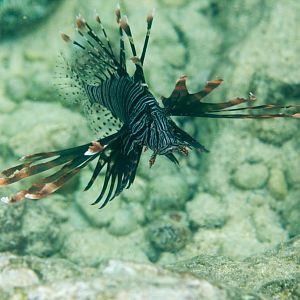 Lionfish