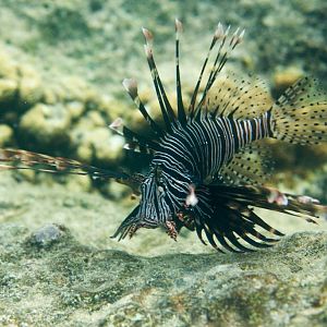 Lionfish