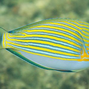 Lined Surgeonfish