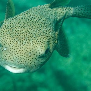 Porcupinefish