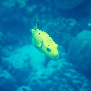 Blackspotted Puffer