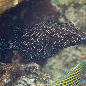 Whitespotted Puffer
