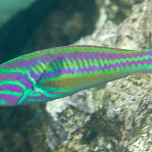 Red-Ribbon Wrasse