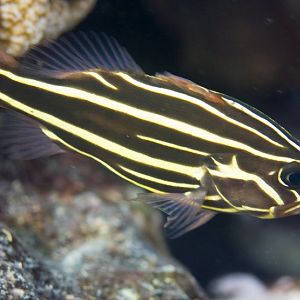 Sixlined Soapfish