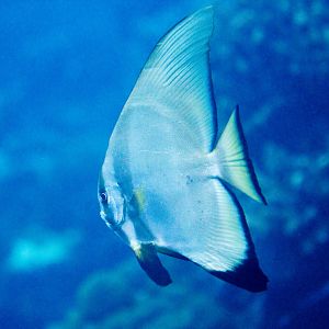 Round Batfish