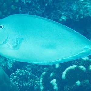Bluespine Unicornfish