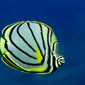 Meyer's Butterflyfish