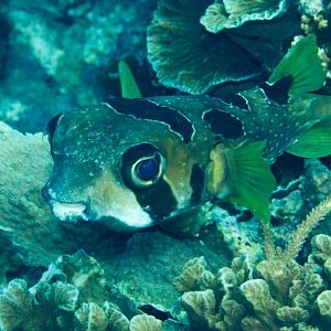 Blackblotched Porcupinefish