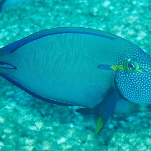 Spotface Surgeonfish