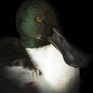 Jan. 2017 - Asia Quest - Pheasant Aviary - Northern Shoveler