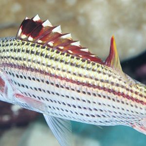 Spotfin Squirrelfish