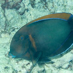 Eyespot Surgeonfish