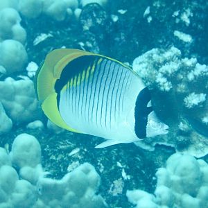 Lined Butterflyfish